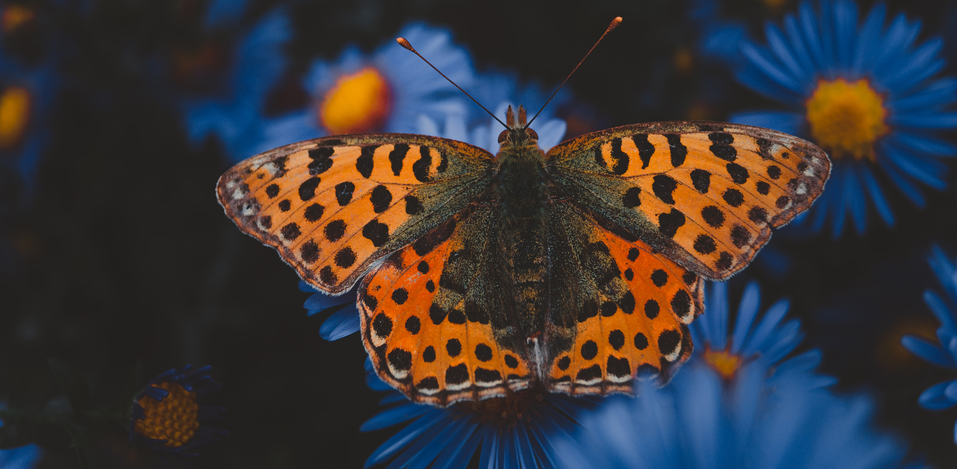 butterfly-memorial-1